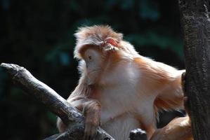 Great Capture of a Langur Monkey Clinging to a Tree Branch photo