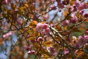 Close Up Of Flowering Pink Japanese Cherry Blossoms photo