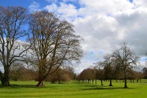 Adare Ireland with a Row of Trees All In Line photo