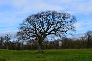 Springtime with a Large Tree in a Field photo