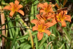 Cluster of Flowering Orange Daylilies Blooming in a Garden photo