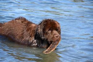 Brown Newfoundland Dog Fetching a Stick in the Ocean photo