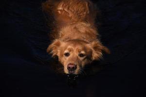 Cute Toller Swimming in Dark Murky Waters photo