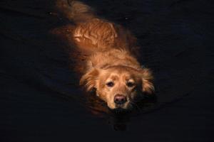 Very Cute Toller Retriever Dog Swimming in Dark Waters photo