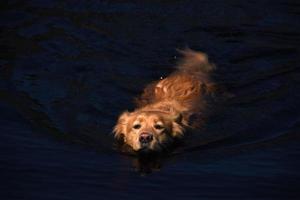 Swimming Tolling Retriever Dog in Dark Murky Water photo