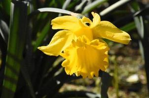 Spring With Yellow Narcissus Flower BLossom in Bloom photo