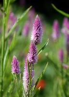 Pink and Purple Feathery Celosia Flower Blossom photo