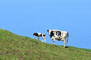 White and Black Newborn Calf With It's Mother photo