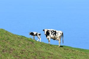 Meandering Newborn Calf and Cow on a Hill photo