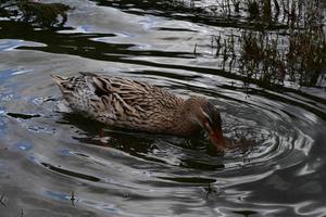 Brown Duck with Patterned Feathers Taking a Drink photo