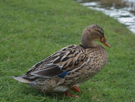 Patterned Feathers on a Brown Duck Standing in Grass photo