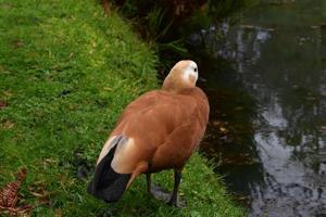 hermoso pato marrón listo para nadar foto