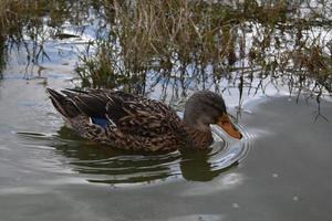 Duck Swimming in a Shallow Lake in the Azores photo