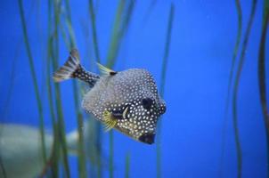 Stunning Spotted Trunkfish Featured with Vibrant Blue anf Green Background photo