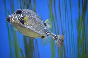 Trunkfish con patrón manchado nadando bajo el agua foto