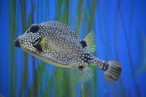 Beautiful Spotted Trunkfish Underwater in Natural Habitat photo