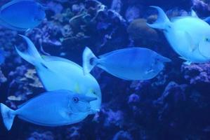 grupo de peces unicornio azul nadando bajo el agua foto