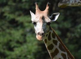 adorable primer plano de una jirafa en la naturaleza foto