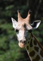 Adorable Little Giraffe Face Up Close in Nature photo