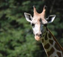 Beautiful Giraffe with Amazing Patterns in Nature photo