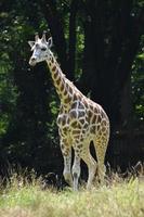 Really Cute Baby Giraffe Searching for Food photo