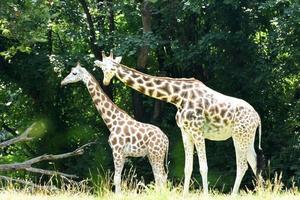 Two Beautiful Giraffes Living in the Wild photo