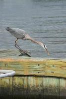 gran garza azul en busca de peces en el río foto