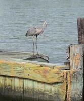 Blue Heron Standing on a Wood Pier photo