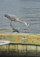 Great Blue Heron Reaching Toward the River Waters photo