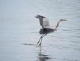 Beautiful Great Blue Heron in Flight Over Water photo