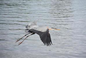 Fantastic Capture of a Great Blue Heron in Flight photo