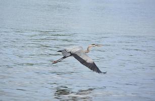 Amazingly Beautiful Great Blue Heron in Flight photo