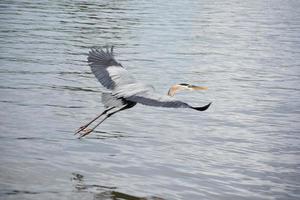 Great Blue Heron in Flight Over the Water photo