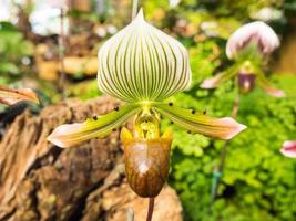 La orquídea zapatilla de dama tiene una forma única foto