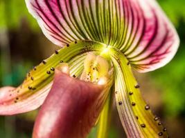 La orquídea zapatilla de dama tiene una forma única foto