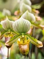 La orquídea zapatilla de dama tiene una forma única foto