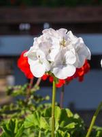 Small flowers in garden photo