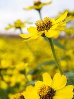 Small flowers in garden photo