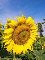 Sunflower under cloudy blue sky photo