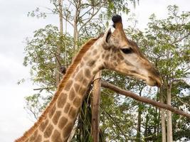 Giraffe is tallest animal photo