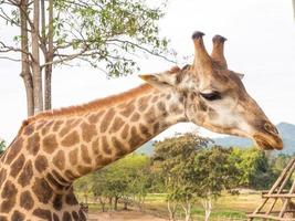 Giraffe is tallest animal photo