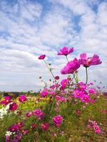 Pink moss flowers under cloudy blue sky photo