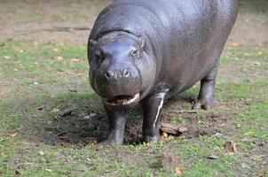 Large Pygmy Hippo with His Mouth Partially Open photo