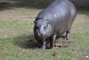 una mirada a un hipopótamo pigmeo en la naturaleza foto