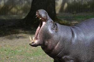 hipopótamo pigmeo con la boca abierta foto