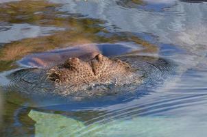 hipopótamo sumergido bajo el agua con la nariz asomando foto