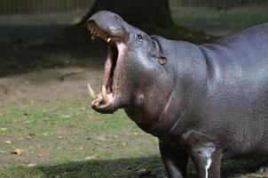 Pygmy Hippo With His Mouth Open Wide photo