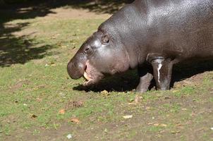 Pygmy Hippopotamus with His Tusks Showing photo