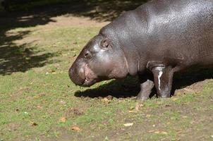 Grazing Pygmy Hippo Eating Grass from the Ground photo