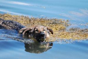 German Shepherd Dog Swimming with a Tennis Ball photo